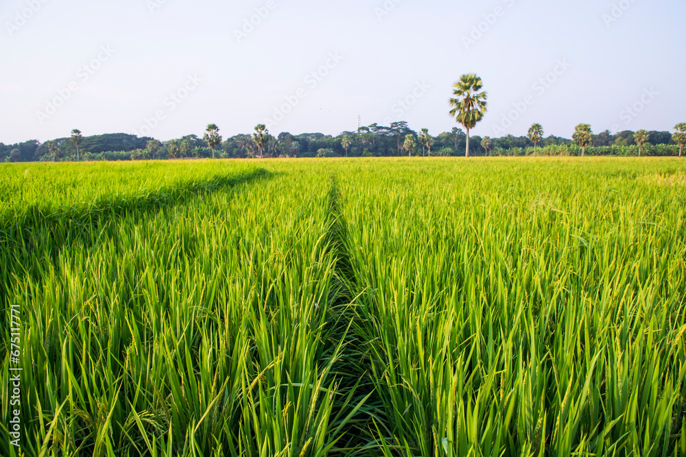 agriculture Landscape view of the grain rice field in the countryside of Bangladesh agriculture Landscape view of the grain rice field in the countryside of Bangladesh