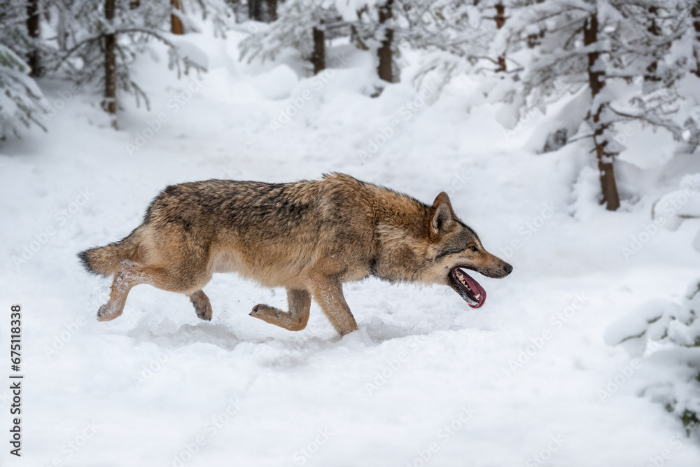 Naklejka premium Gray wolf, Canis lupus in the winter forest