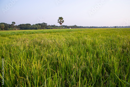 agriculture Landscape view of the grain  rice field in the countryside of Bangladesh