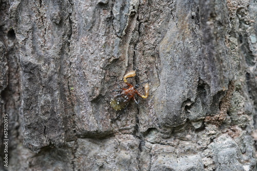 Harpactorinae Found in natural forests.