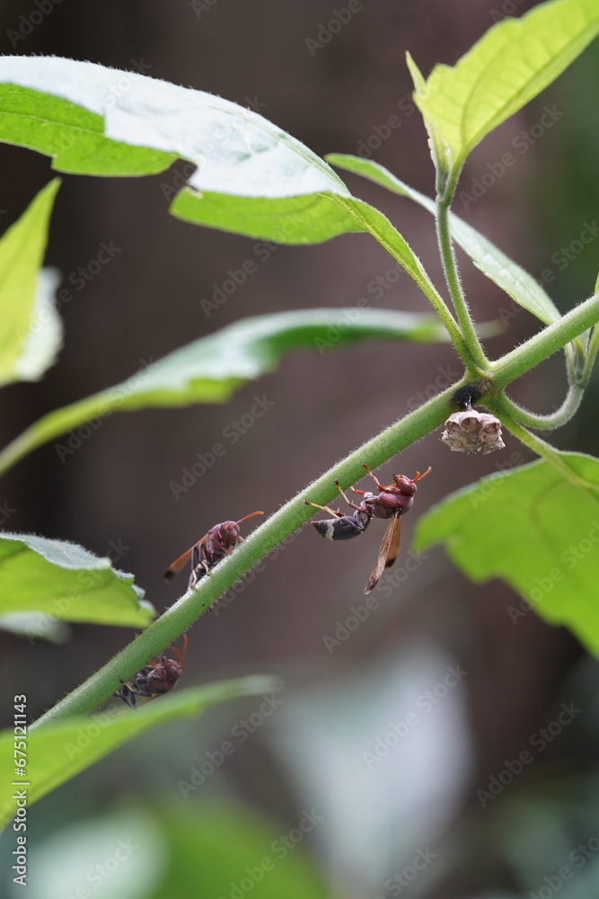 Oriental hornet found in vegetable plots. Oriental hornet found in vegetable plots.