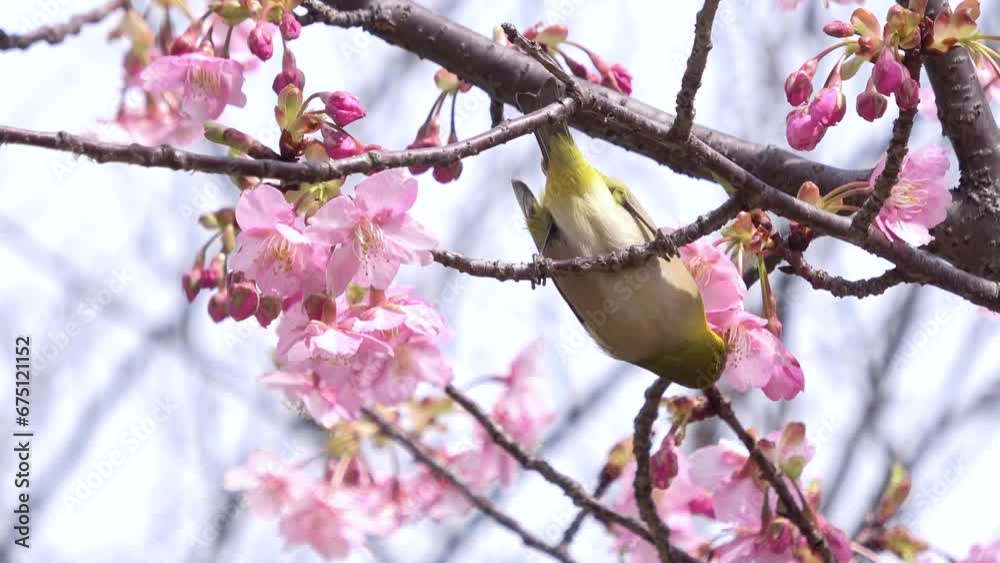早咲きの桜の花蜜を食べるメジロのクローズアップ 4K 早咲きの桜の花蜜を食べるメジロのクローズアップ 4K