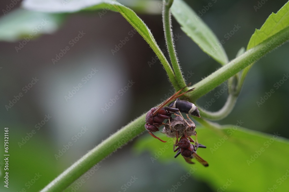 Fototapeta premium Oriental hornet found in vegetable plots.