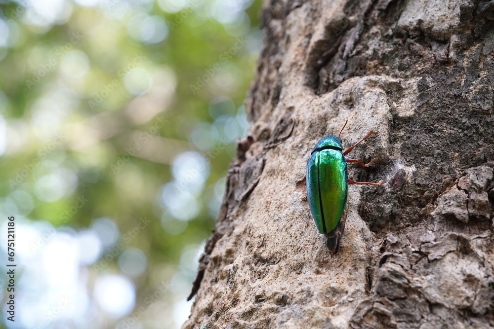 Buprestidae found in the forest. Buprestidae found in the forest.
