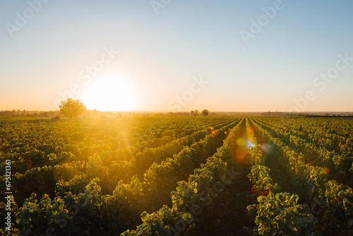 paysage de vignes. Vignoble de Bourgogne. Vignes en France. Production de vin. Lever de soleil sur les vignes. L'avenir du vin. Viticulture
