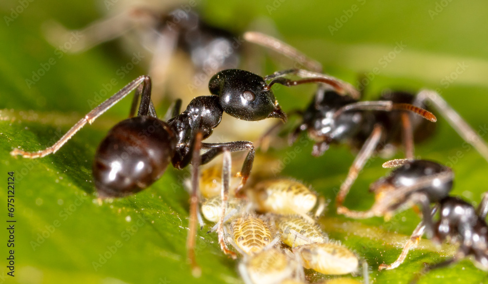 Close-up of ants and aphids on a leaf. Macro Close-up of ants and aphids on a leaf. Macro