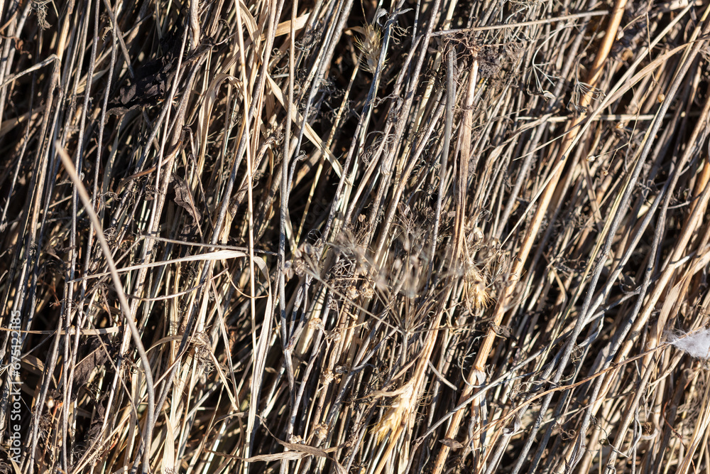 Dry grass in nature as an abstract background. Texture Dry grass in nature as an abstract background. Texture