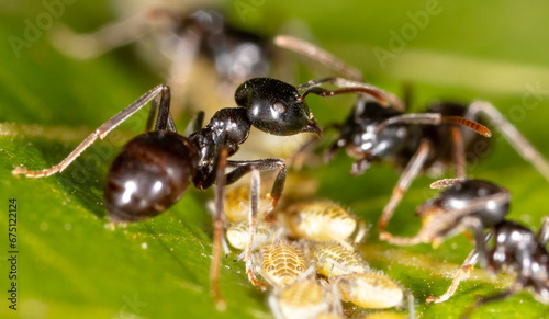 Close-up of ants and aphids on a leaf. Macro