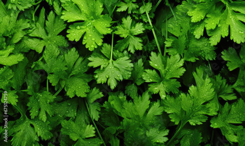 green leaves parsley background