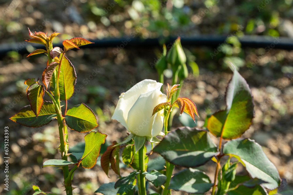 Obraz premium 島田市バラの丘公園のバラ