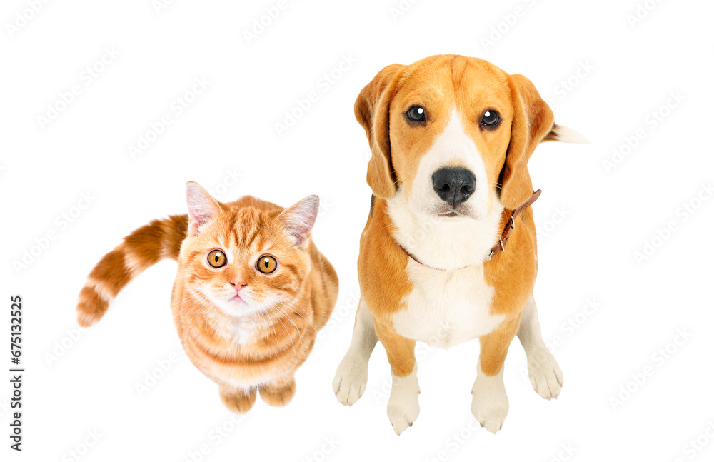 Cute Beagle dog and kitten Scottish Straight sitting together, top view, isolated on white background