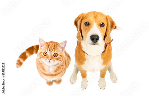 Cute Beagle dog and kitten Scottish Straight sitting together, top view, isolated on white background photo