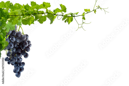 Grappe de raisin et pampres de vigne, fond blanc  photo