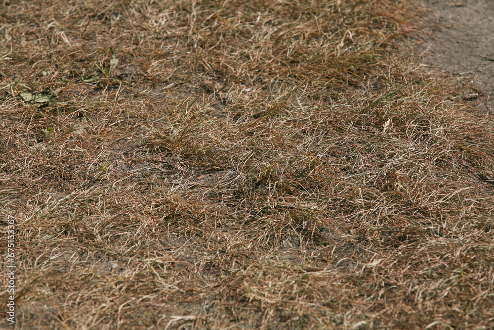 Top view, grass texture. Natural lawn background. Green grass in spring. Green texture. High quality photo. Dry lawn Top view, grass texture. Natural lawn background. Green grass in spring. Green texture. High quality photo. Dry lawn