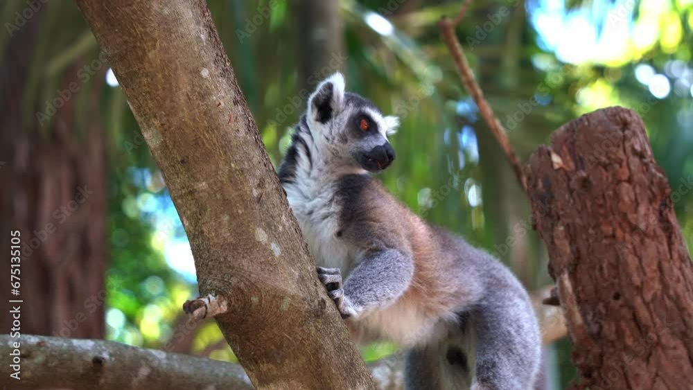 Male ring-tailed lemur, lemur catta rubbing and licking the scent