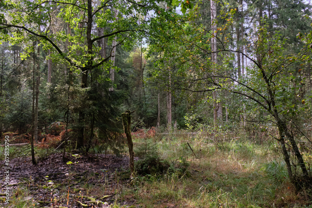 Autumnal deciduous tree stand with moss and broken trees