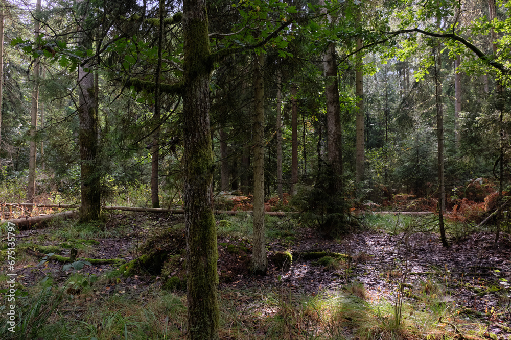 Autumnal deciduous tree stand with moss and broken trees Autumnal deciduous tree stand with moss and broken trees