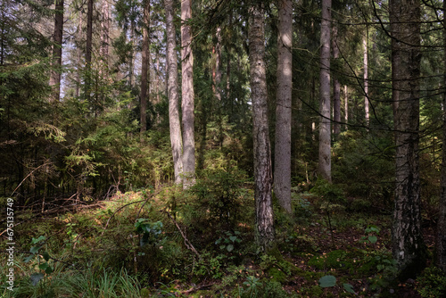 Wallpaper Mural Autumnal coniferoustree stand with moss and broken trees Torontodigital.ca