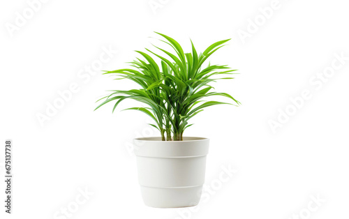 Potted Plant Container on Isolated Background