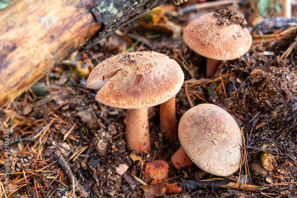 Small mushrooms in the Sierra de Guadarrama National Park, Madrid, Spain Small mushrooms in the Sierra de Guadarrama National Park, Madrid, Spain