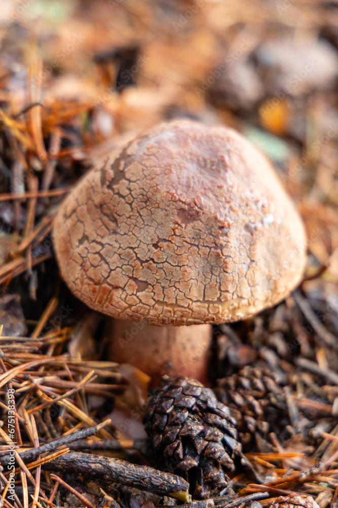 Small mushrooms in the Sierra de Guadarrama National Park, Madrid, Spain Small mushrooms in the Sierra de Guadarrama National Park, Madrid, Spain