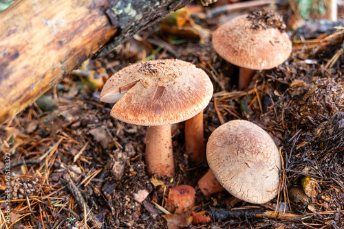 Small mushrooms in the Sierra de Guadarrama National Park, Madrid, Spain