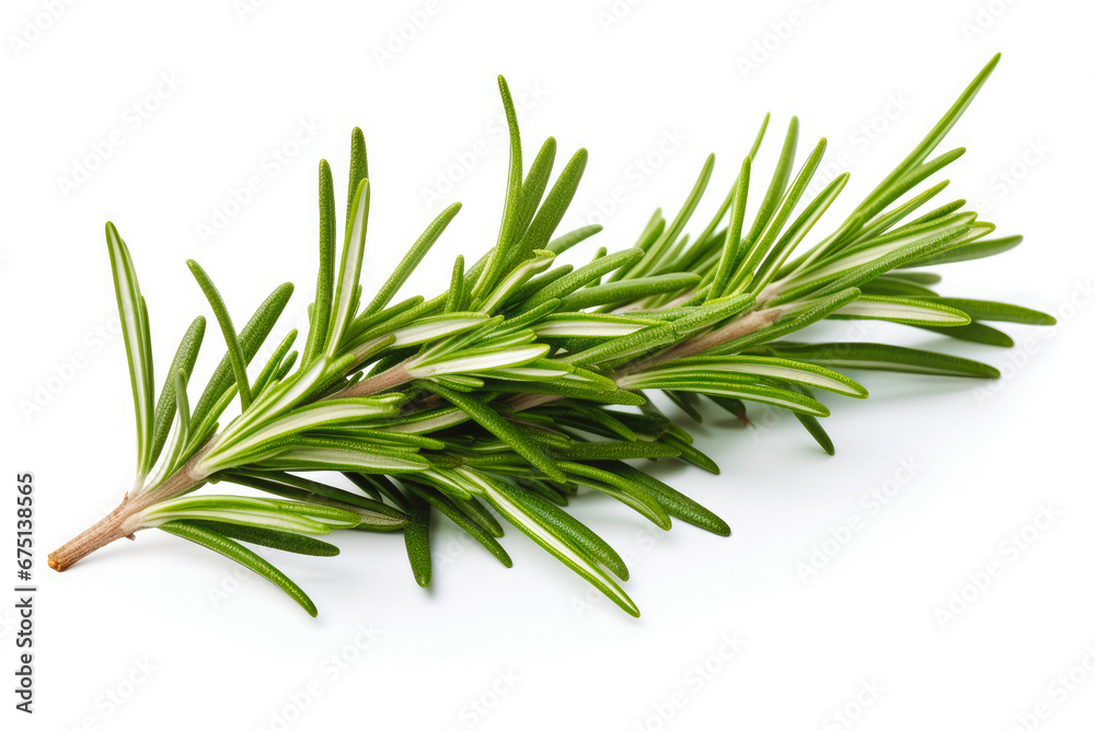 Fototapeta premium Rosemary fresh healthy herb leaves on white background. Fresh wholefoods farmer's market produce. Healthy lifestyle concept and healthy food.