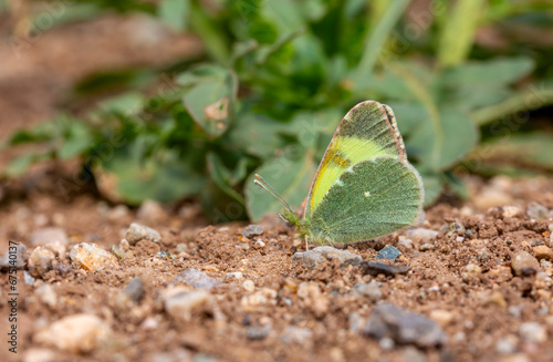 yellow butterfly picking minerals from the ground, Euchloe penia photo
