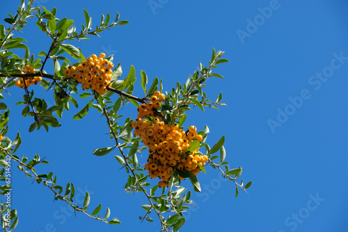 Zweig vor blauem Himmel: Leuchtend gelbe Früchte des Feuerdorn (lat.: Pyracantha)  photo