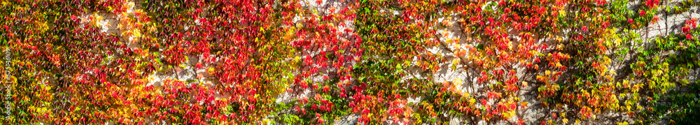 Wide angle panorama background of colorful autumn foliage and tendrils on an white facade. Virginia creeper or five-leaved ivy (Parthenocissus tricuspidata Veitchii) is a flowering vine (Vitaceae). 