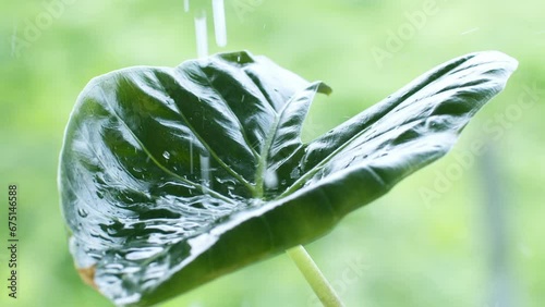 Arrow leaf is a tuber plant with a wide green leaf, nampi or malanga, taking drops of water poured on directly to nourish this plant. photo