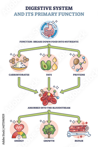 Digestive system and its primary function for metabolism outline diagram. Labeled educational process explanation with food breaking to nutrients and supply body with energy vector illustration.