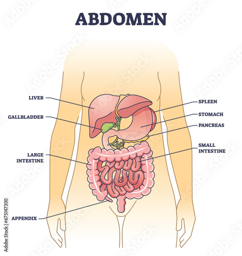 Abdomen anatomical structure with inner body stomach organs outline diagram. Labeled educational scheme with liver, gallbladder, spleen and pancreas location vector illustration. Cavity physiology.