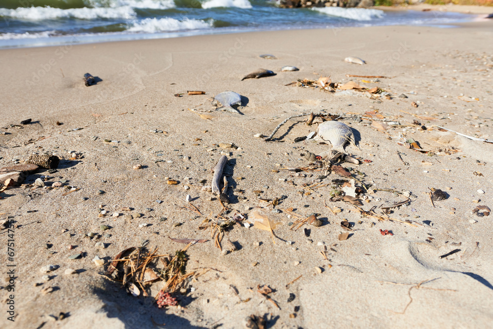 Obraz premium Plastic garbage and dead fish on the beach. The concept of environmental pollution. 