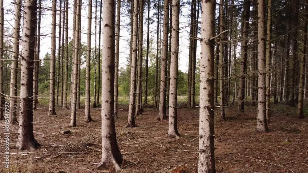 Abgestorbener Wald Trockenheit Borkenkäfer Abgestorbener Wald Trockenheit Borkenkäfer