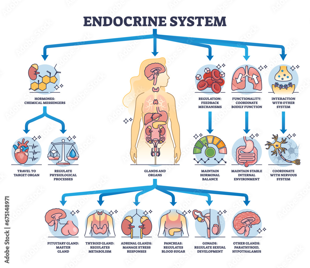 Endocrine system with body glands and organs functions outline diagram Biology Diagrams