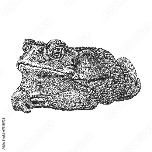 Toad, vintage hand drawn illustration in vector