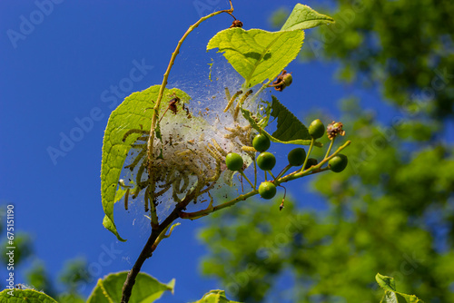 Group of Larvae of Bird-cherry ermine Yponomeuta evonymella pupate in tightly packed communal, white web on a tree trunk and branches among green leaves in summer photo