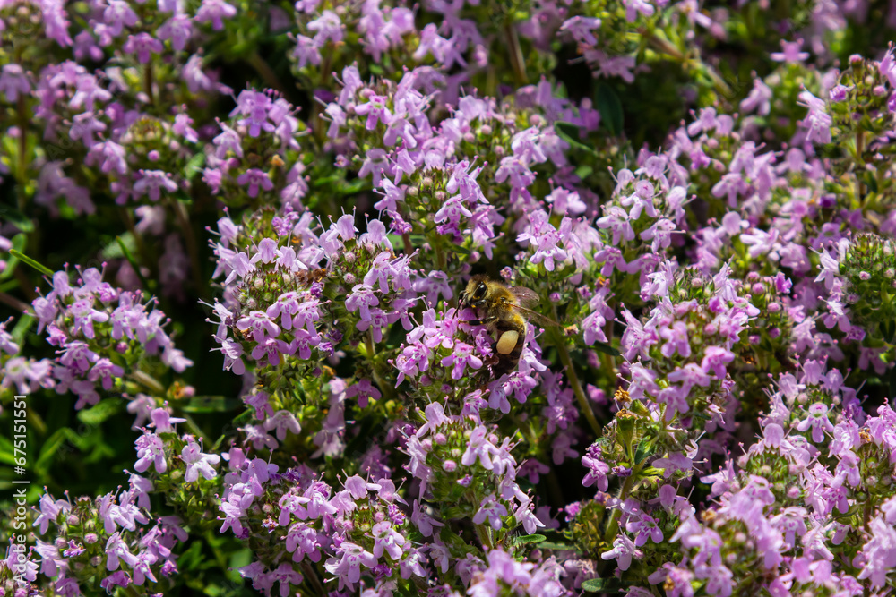 A bee collects pollen near a flower. A bee flies over a flower in a blur background