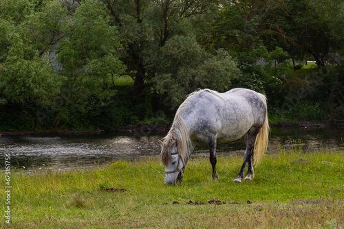 A beautiful white grey horse stays calm grazing on green grass field or pasture, its ears up and head down. Rural landscape background