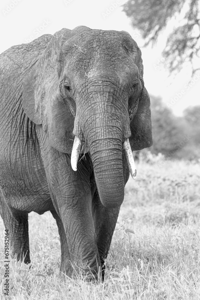 Elephant with a folded trunk in Tarangire National Park in Tanzania
