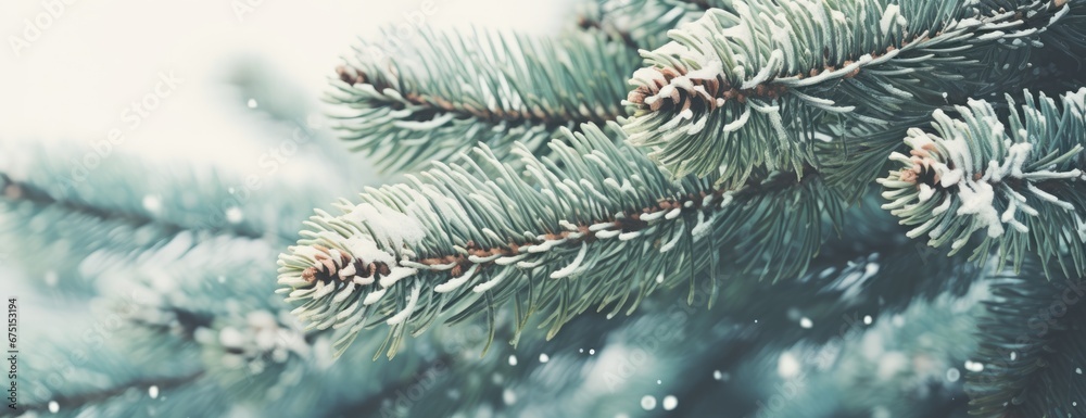 Christmas tree green branches background. Horizontal banner and web poster made of pine branches