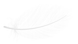 Angel feather mockup. White realistic bird quill