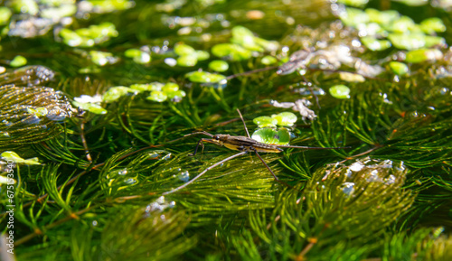 A closeup shot of Gerris lacustris or common pond skater © Oleh Marchak