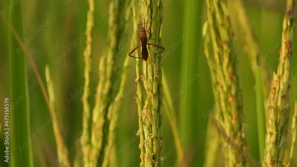 Bee in Rice grass - relaxing .