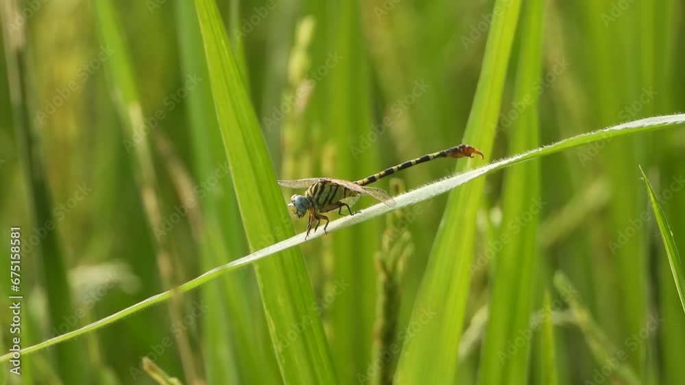 Dragonfly in rice grass - relaxing . Dragonfly in rice grass - relaxing .