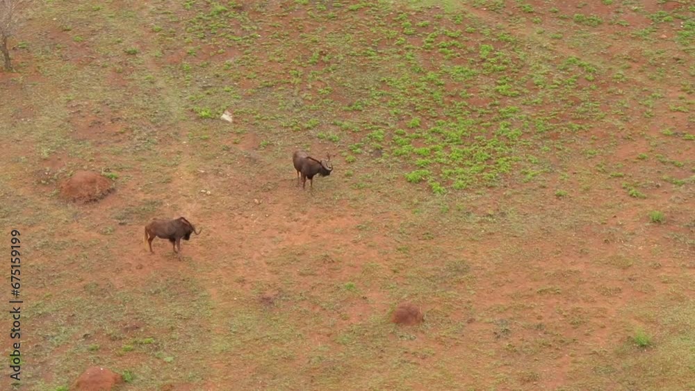 Drone aerial of two Wildebeest searching for green grass to graze on Drone aerial of two Wildebeest searching for green grass to graze on