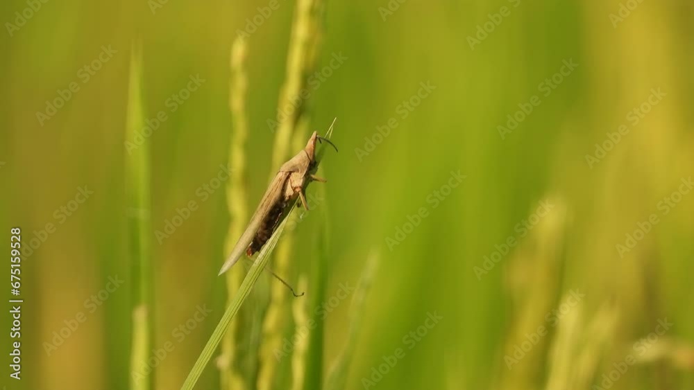 Grasshopper in Rice Grass - green .