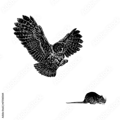 owl catches rat hand drawing vector isolated on background.