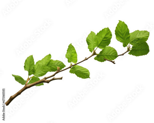 Branch with green leaves isolated on transparent background, png